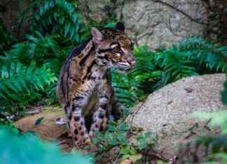 Speculative Indigenous Fiction in Taiwan: The Emergence of AI-Based Narratives news-12082024-180757