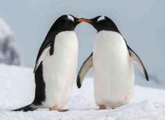 Beloved Australian LGBTQ+ Penguin Sphen Passes Away After 6 Years Together, Heartwarming Story Goes Global – TNL The News Lens news-25082024-125316