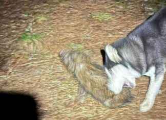 Siberian Husky Caught Hunting Wild Boar in Nanhu Mountain Area, Owner to be Fined – TNL The News Lens news-04092024-135649