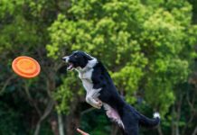 Lottery Taiwan Sport: Uncover Secrets to Winning Big Today!