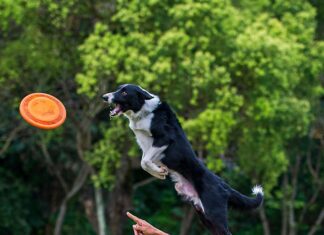 Lottery Taiwan Sport: Uncover Secrets to Winning Big Today!