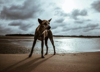 Taiwan Drama PTT: Discover The Hottest Trends and Hidden Gems