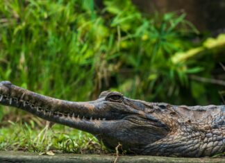 539 Taiwan Lottery: Unlock Secrets to Winning Big Today