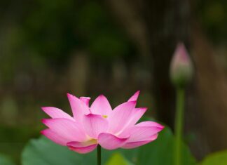 Hotel Hualien Taiwan: Discover Luxurious Stays And Hidden Gems