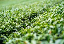 Alishan Taiwan: Discover The Hidden Gems Of This Breathtaking Paradise