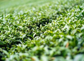 Alishan Taiwan: Discover The Hidden Gems Of This Breathtaking Paradise