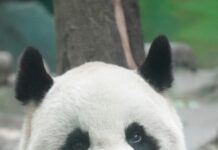 Taiwan Black Bear: Discover the Secrets of This Endangered Marvel