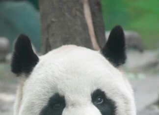 Taiwan Black Bear: Discover the Secrets of This Endangered Marvel