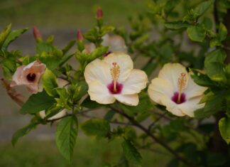 Kurs Taiwan Hari Ini: Temukan Informasi Terbaru dan Menarik