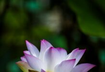 Taiwan Tatler: Discover Luxury Trends That Define Elegance Today