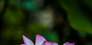 Taiwan Tatler: Discover Luxury Trends That Define Elegance Today