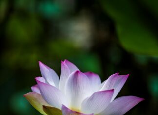 Taiwan Tatler: Discover Luxury Trends That Define Elegance Today